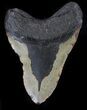 Bargain Megalodon Tooth - North Carolina #37342-1